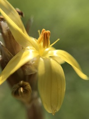 Sisyrinchium brasiliense