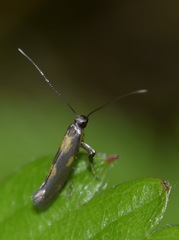Euspilapteryx auroguttella