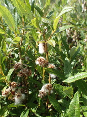 Salix pellita