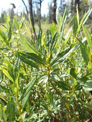 Salix pellita