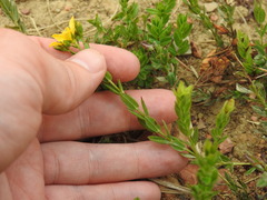 Adenosepalum