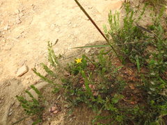 Adenosepalum