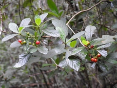 Psychotria erythrocarpa