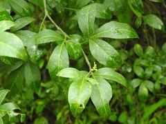 Zanthoxylum limoncello