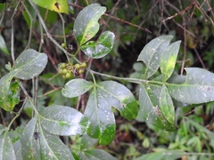 Zanthoxylum limoncello