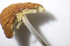 Rhizomarasmius pyrrhocephalus image