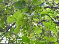 Serjania cardiospermoides