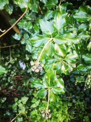 Hedera helix