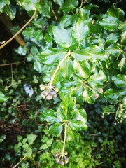 Hedera helix