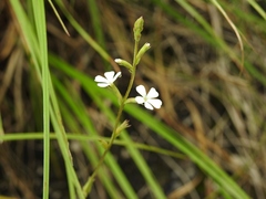 Buchnera pusilla
