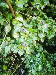 Hedera helix