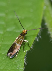 Micropterix aruncella