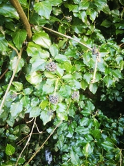 Hedera helix