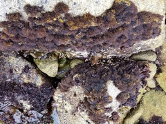 Endocladia