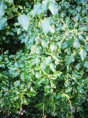 Hedera helix