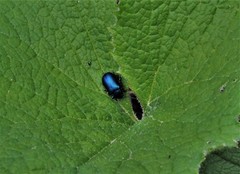 Oreina cacaliae