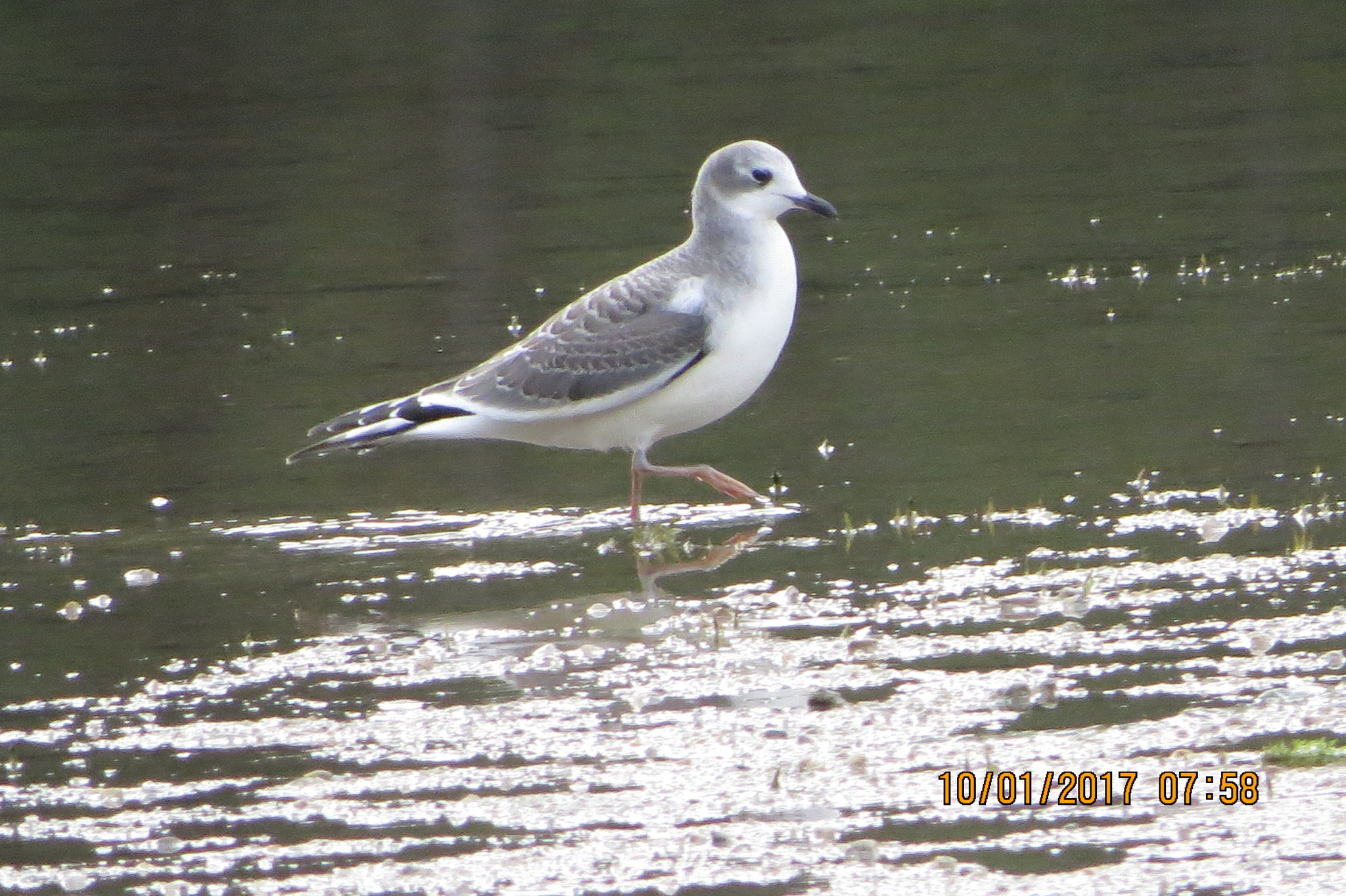 Sabine's Gull