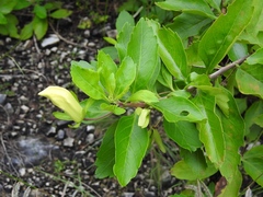 Eremogeton grandiflorus