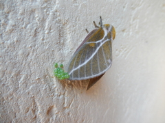 Syssphinx albolineata