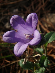 Campanula komarovii
