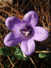 Campanula komarovii