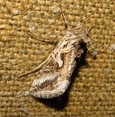 Cornutiplusia circumflexa