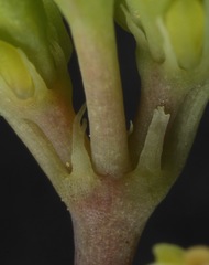 Euphorbia geyeri wheeleriana