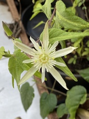 Passiflora capsularis