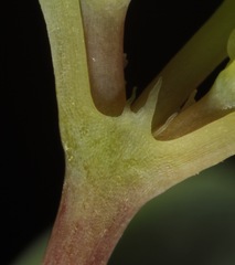 Euphorbia geyeri wheeleriana