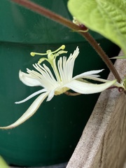 Passiflora capsularis