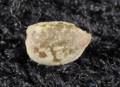 Euphorbia geyeri wheeleriana