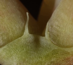 Euphorbia geyeri wheeleriana