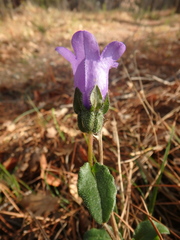 Campanula komarovii