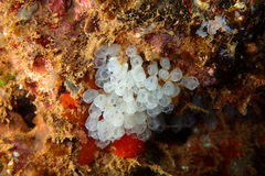 Pycnoclavella