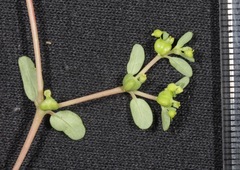 Euphorbia geyeri wheeleriana