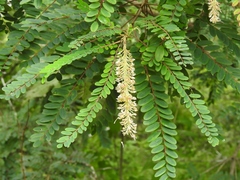 Alvaradoa amorphoides