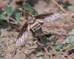 Exoprosopa brevirostris