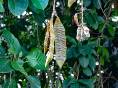 Mucuna urens