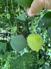 Passiflora tenuifila