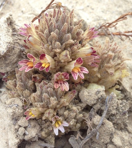 Image of Aphyllon parishii by (c) Adam J. Searcy, some rights reserved (CC BY)