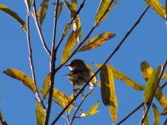 Phylloscopus collybita