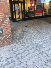 Columba livia domestica