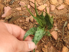 Ledebouria inquinata