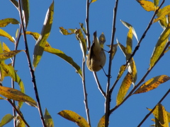 Phylloscopus collybita