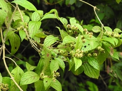 Lippia substrigosa
