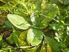 Mandragora autumnalis