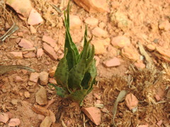 Ledebouria inquinata
