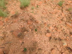 Ledebouria inquinata