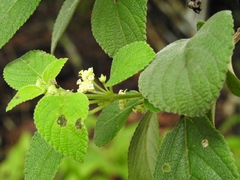 Lippia substrigosa