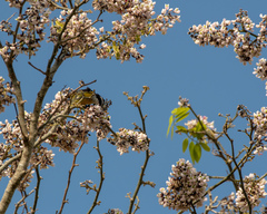 Coereba flaveola caboti